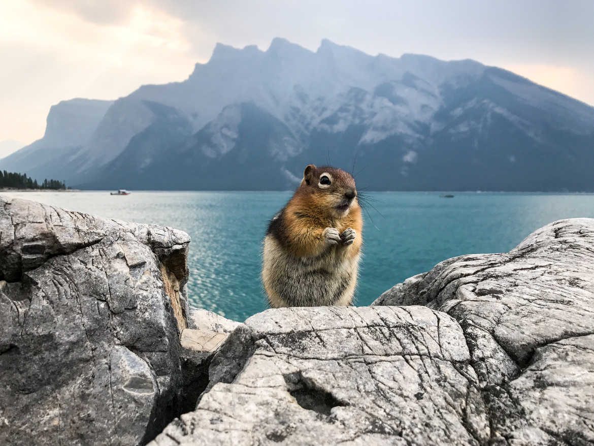 Lustiges Squirrel am Lake Minnewanka im Banff Nationalpark