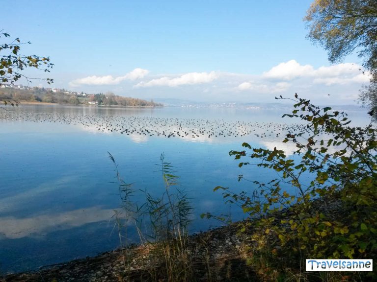 Insel Mainau Im Bodensee: Entdecke Eines Der Schönsten Ausflugsziele ...