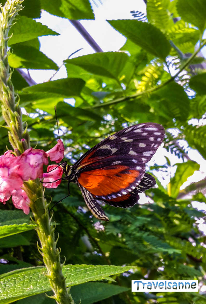 Tropischer Tagfalter im Schmetterlingshaus der Insel Mainau im Bodensee