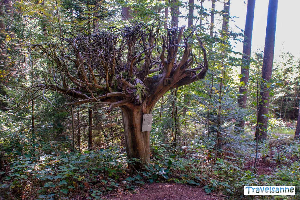 Umgekehrter Baum mit Wurzelwerk oben im Naturerlebnispfad Schonach