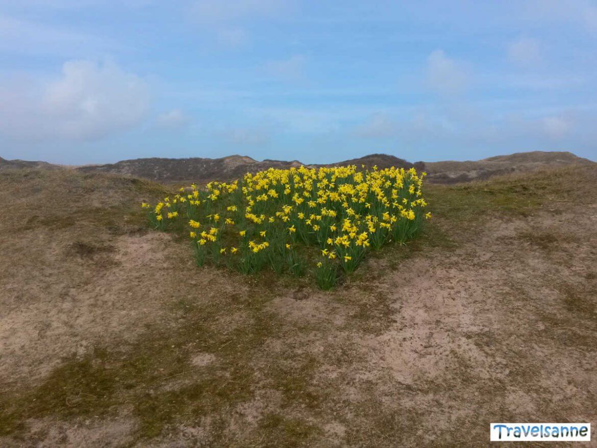 Frühling auf Norderney: Wilde Osterglocken in den Dünen