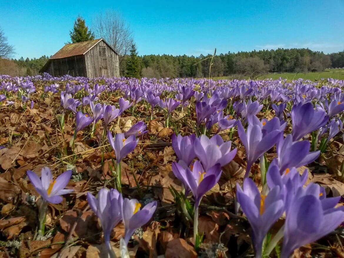 Lila Blütenmeer bei der Krokusblüte in Zavelstein im Nordschwarzwald