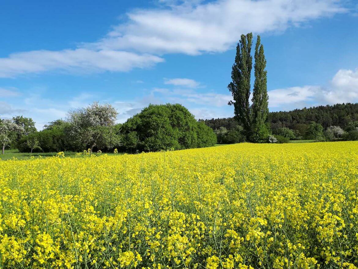 Typisch Baden-Württemberg im Frühling: Blühendes Rapsfeld