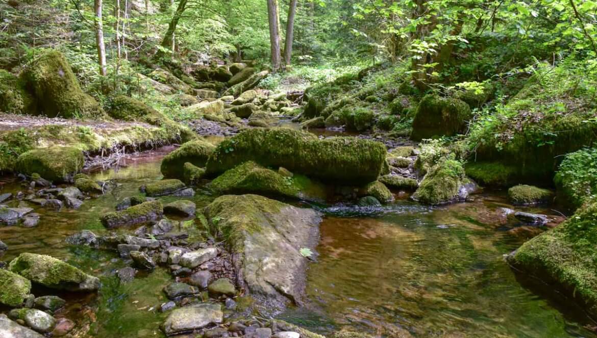 Wandern Nordschwarzwald: Die Monbachtal Wanderung