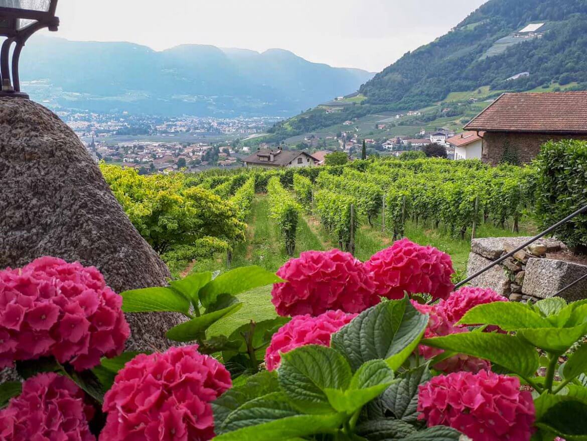 Wie ein Gemälde: Der Blick über die Weinberge hinunter ins Meraner Becken Wie ein Gemälde: Der Blick über die Weinberge hinunter ins Meraner Becken