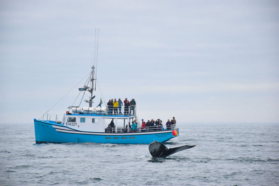 Whale Watching in Kanada
