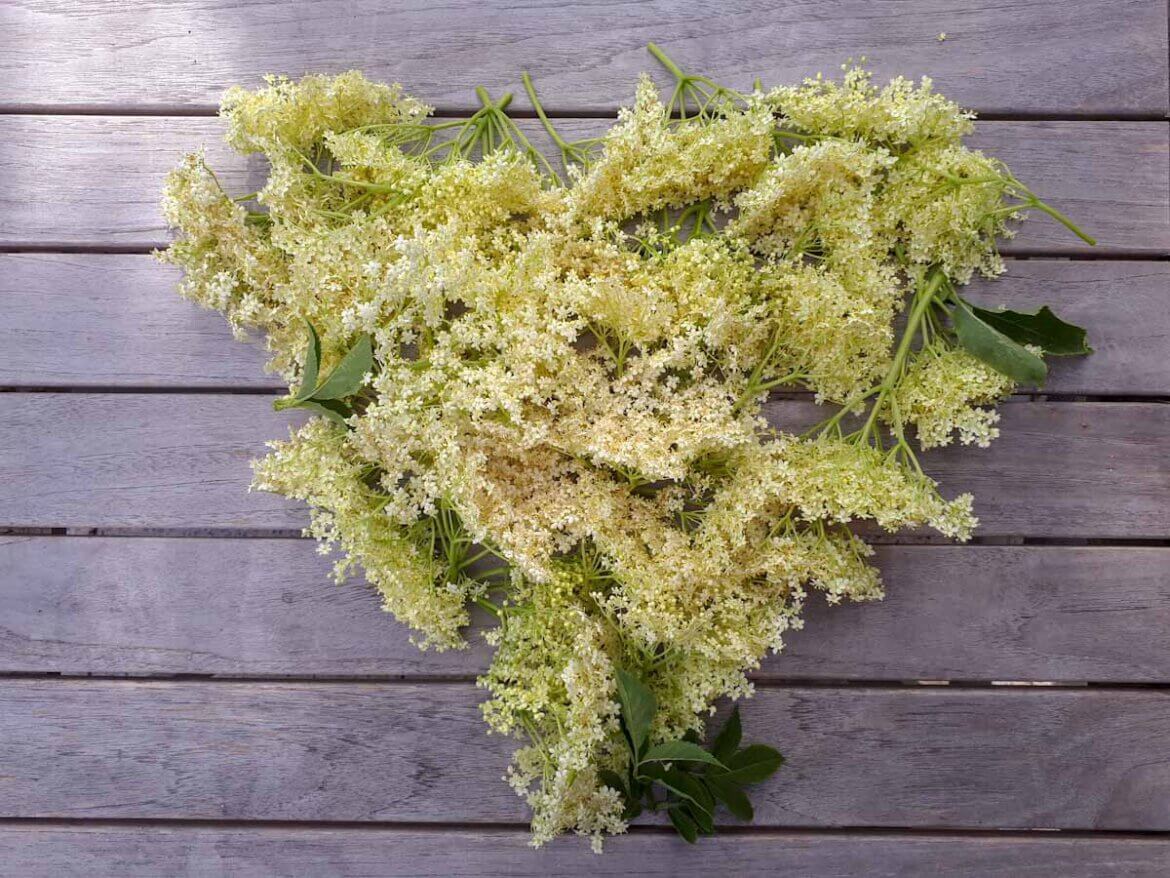 Holunderblütensirup selber machen