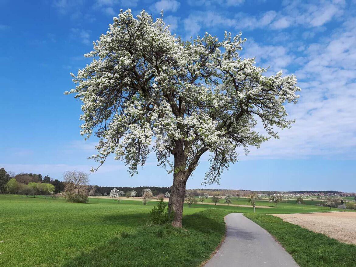 Die schönsten Ausflugsziele Deutschlands im Frühling