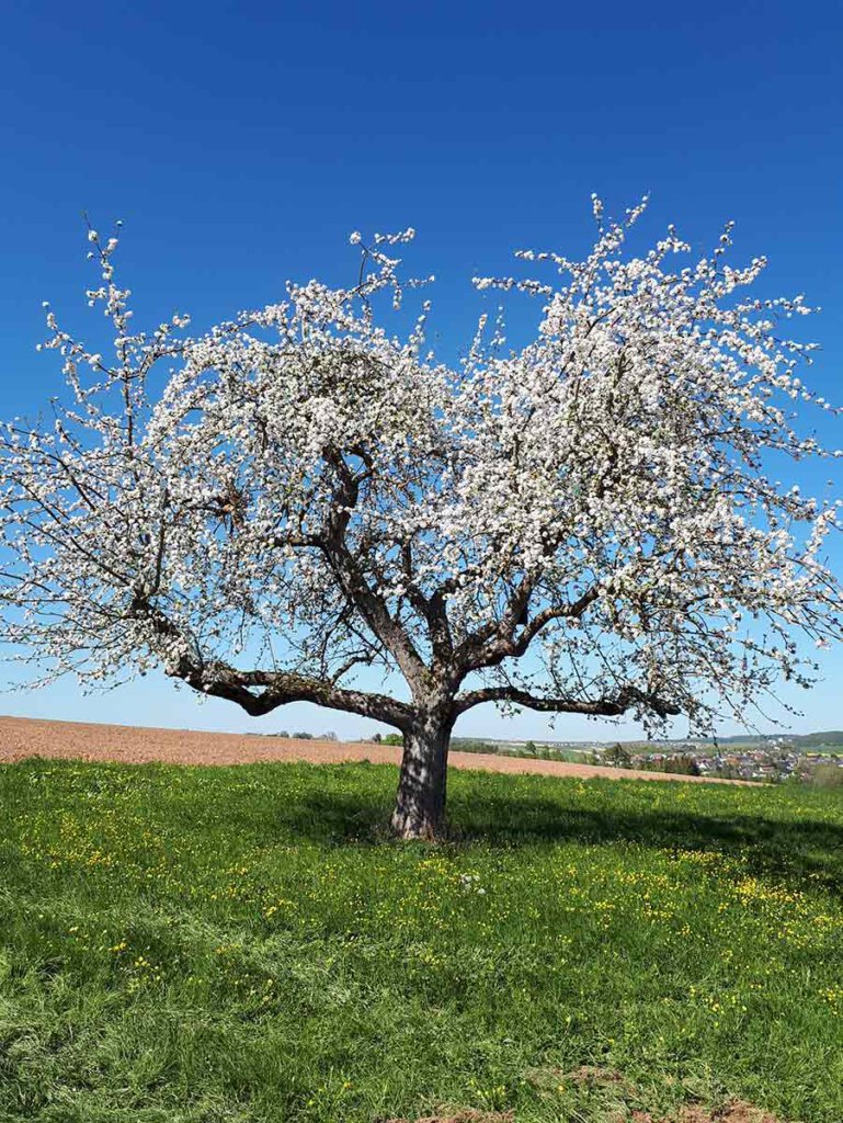 Baden-Württemberg im Frühling: Blühende Obstbäume