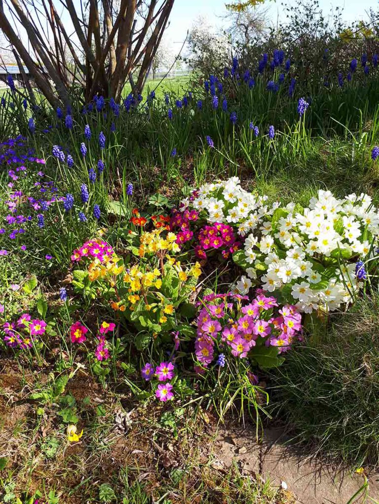 Blühende Primeln und Traubenhyazinthen in unserem Frühlingsgarten