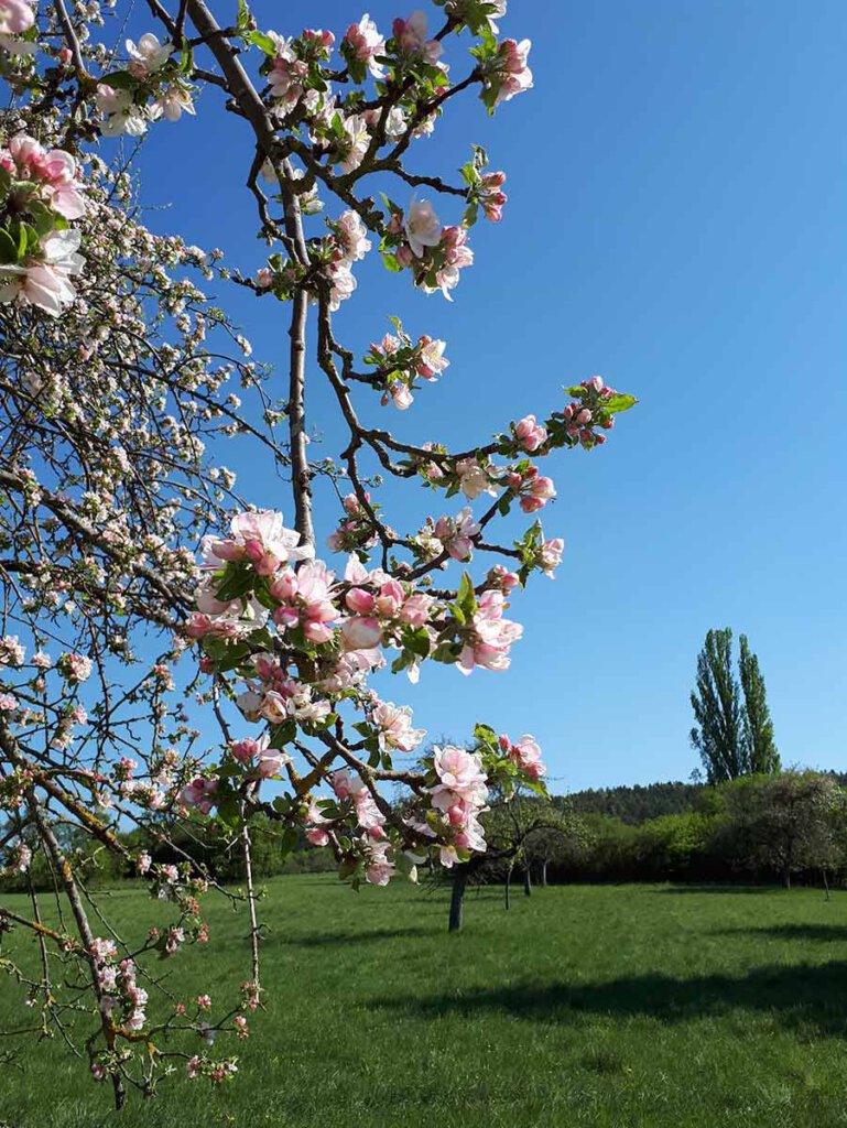 Obstbaumblüte in Deutschland: Apfelblüte