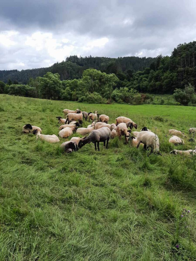 Eifel-Idylle mit Schafen