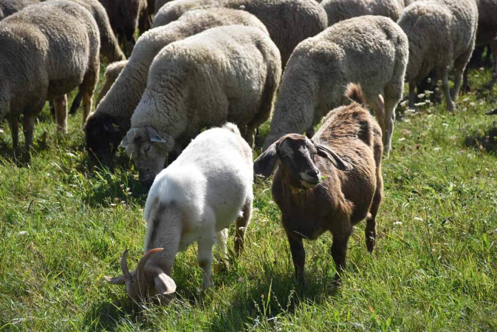 Ein paar lustige Ziegen begleiten die Schafherde im Biosphärengebiet Schwäbische Alb