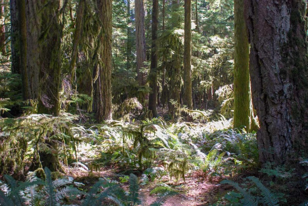 Der mystische Küstenregenwald auf Vancouver Island