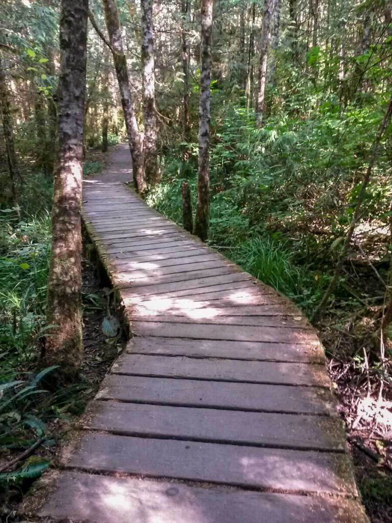 Auf Holzstegen geht es durch den Regenwald im Pacific Rim National Park auf Vancouver Island