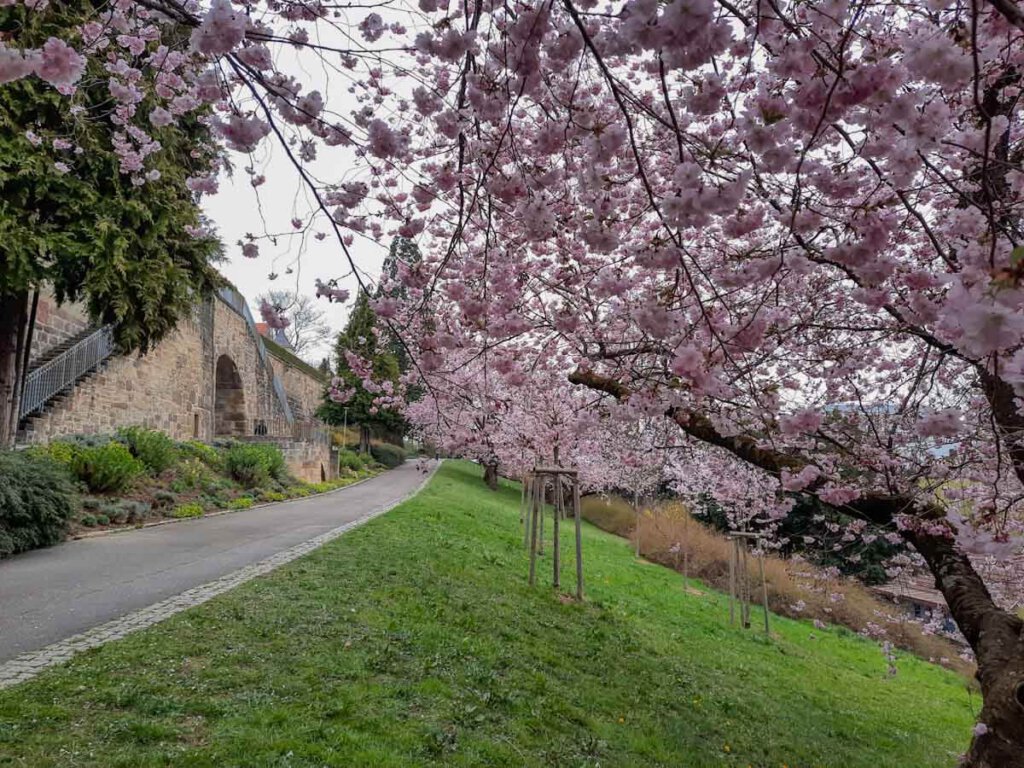 Kirschblüte beim Leonberger Schloss