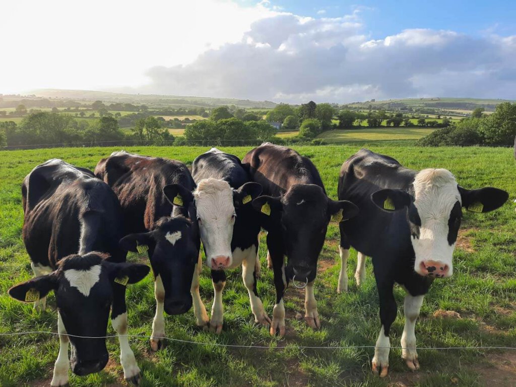 Kühe in Cork, Irland