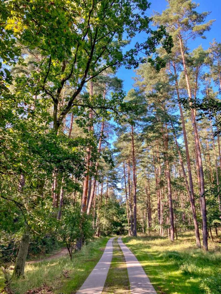 Radweg durch die Wälder des Müritz-Nationalparks
