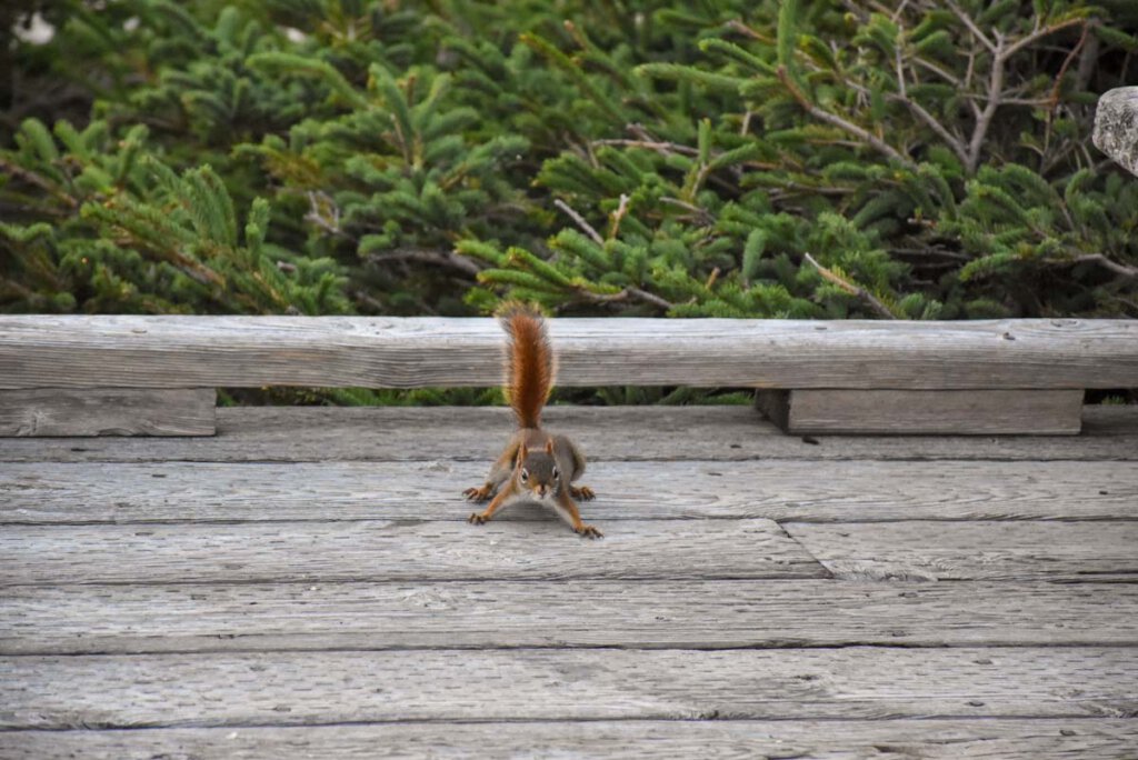 Squirrel auf Cape Breton Island