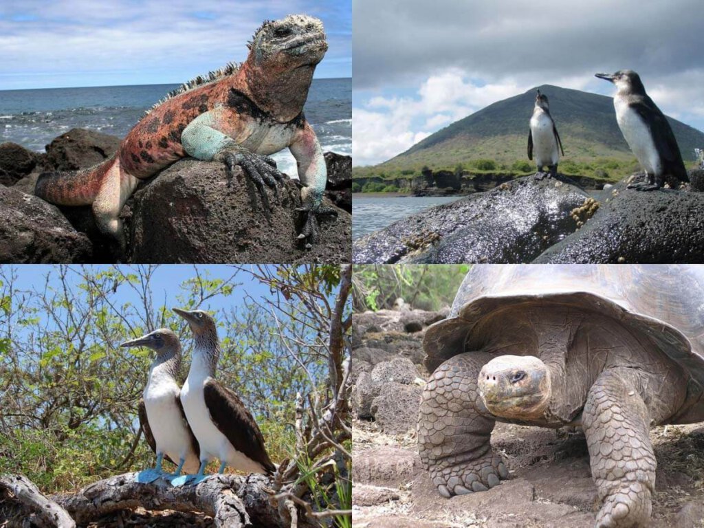 Die atemberaubende Tierwelt der Galápagos-Inseln