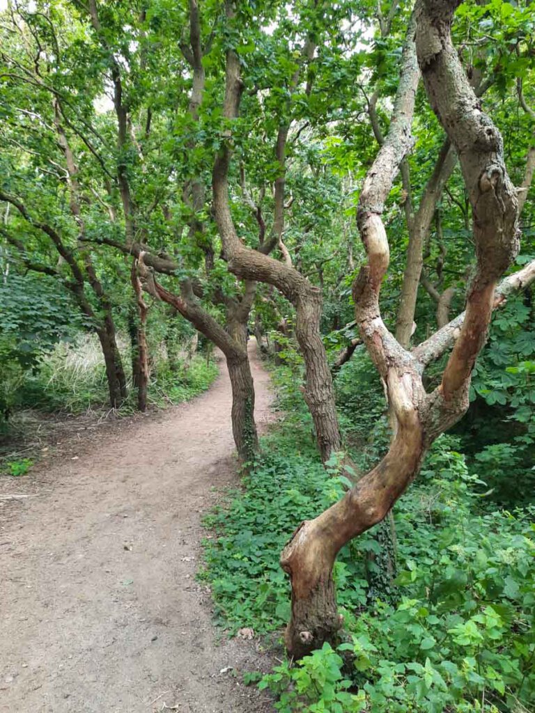 In Walcherens Naturschutzgebiet De Manteling gibt es bizarre Bäume