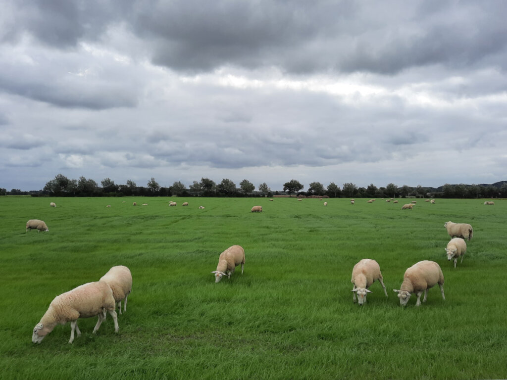 Typisch Holland: Jede Menge Schafe auf den Weiden