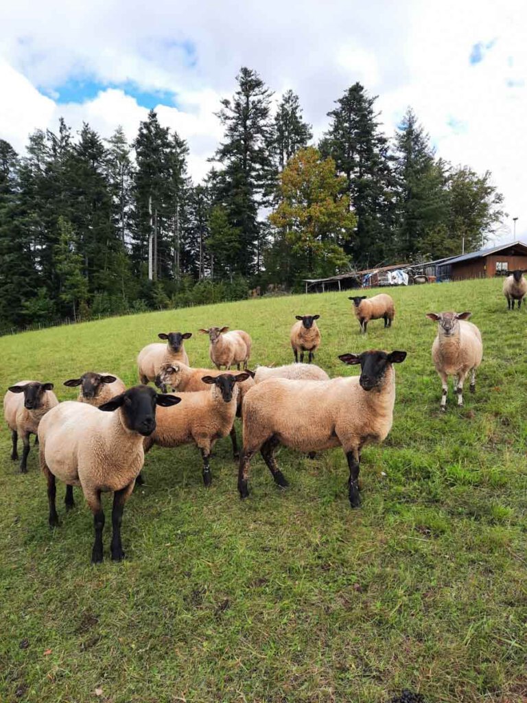 Schwarzwald Dorfurlaub: Die Schafe vom Boscherthof in Nordrach freuen sich über unseren Besuch
