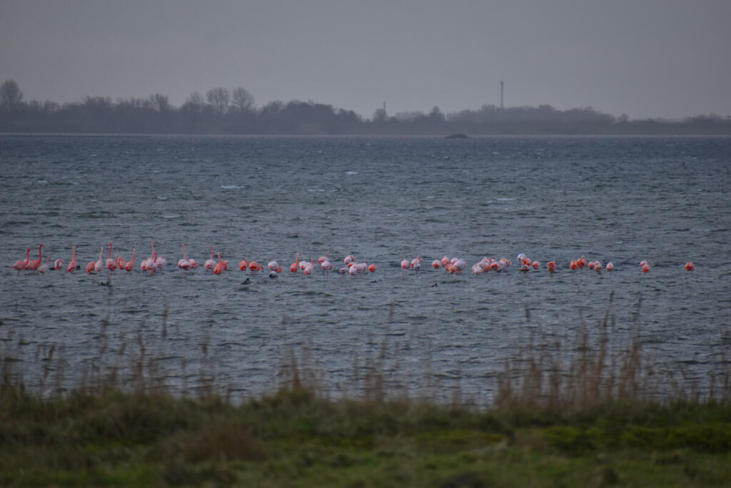 Flamingos im Grevelingenmeer in Süd-Holland