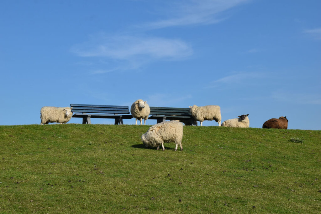 Schafe auf dem Deich bei Sankt Peter-Ording