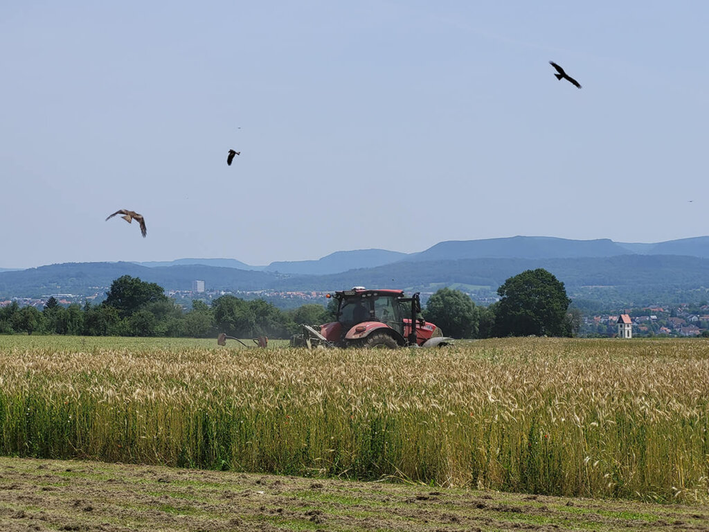 Milane kreisen über den Erntemaschinen am Früchtetrauf im Kreis Tübingen