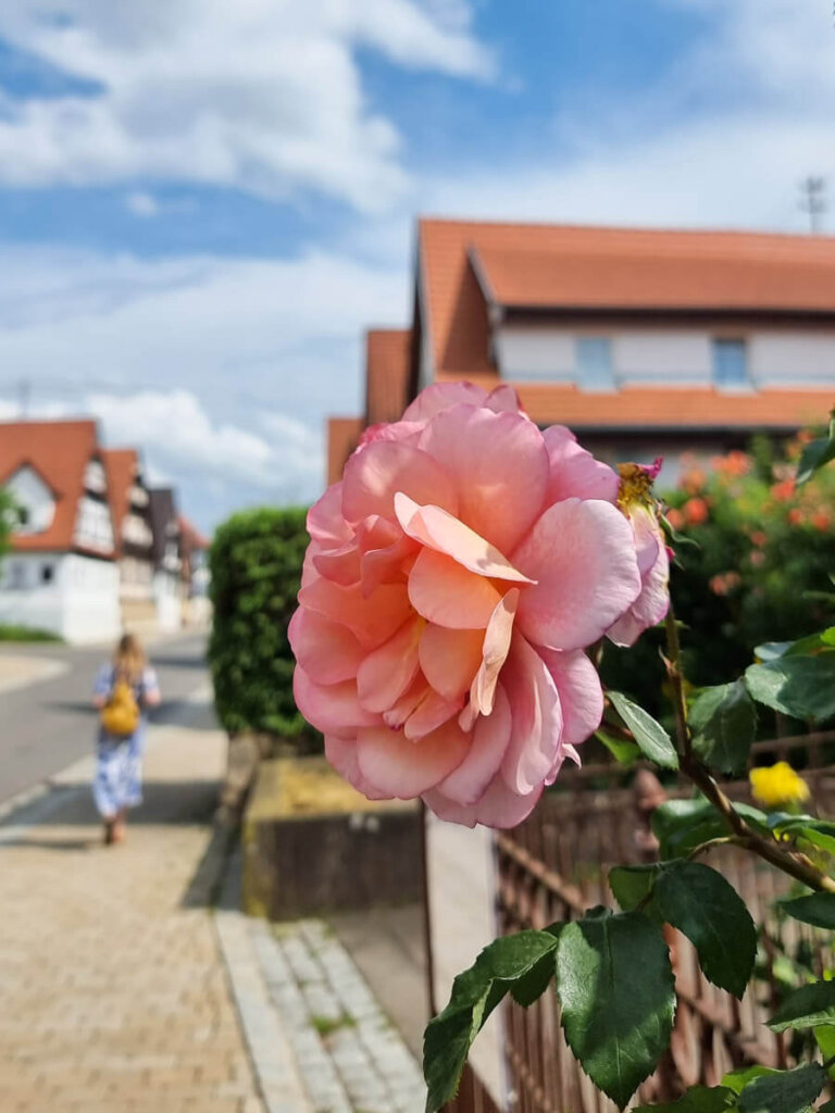 Blühende Gärten im Fachwerkdorf Nehren: Rosenblüte