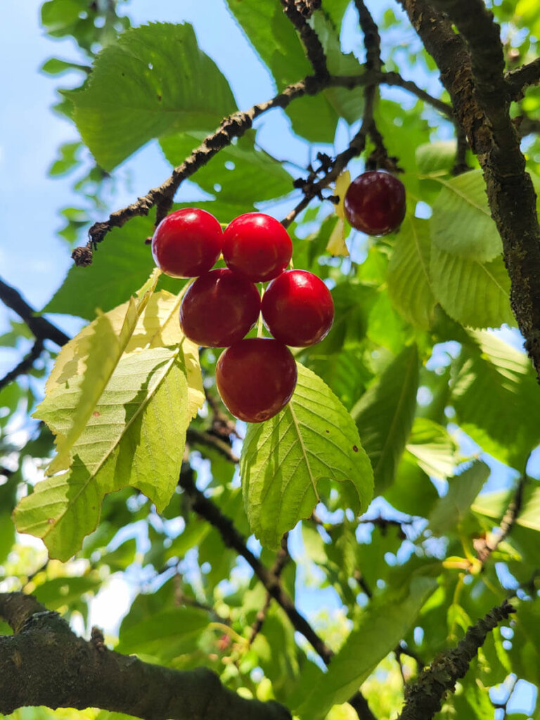 Kirschenzeit im Nehrener Kirschenfeld am Früchtetrauf