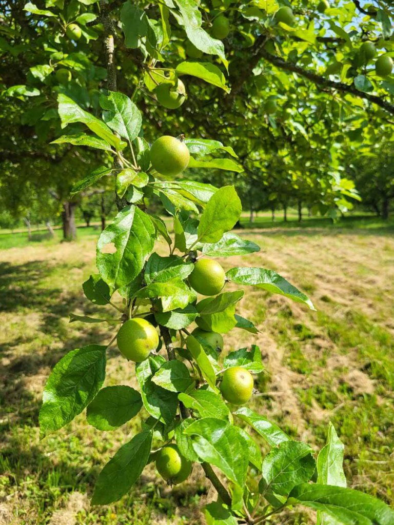 Sommer auf unserer Streuobstwiese in Nehren am Früchtetrauf