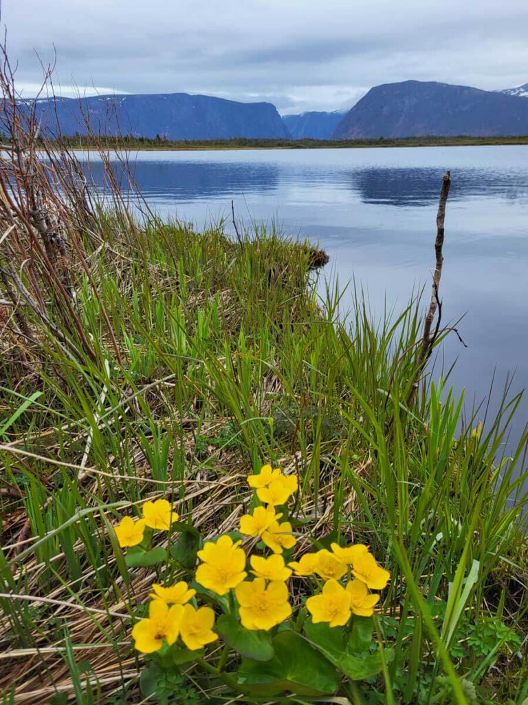 Wildblumen am Western Brook Pond im Gros Morne Nationalpark auf Neufundland