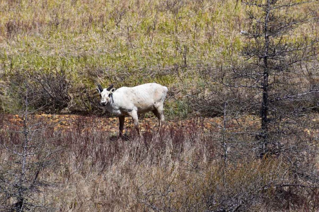 Karibu im Gros Morne National Park auf Neufundland