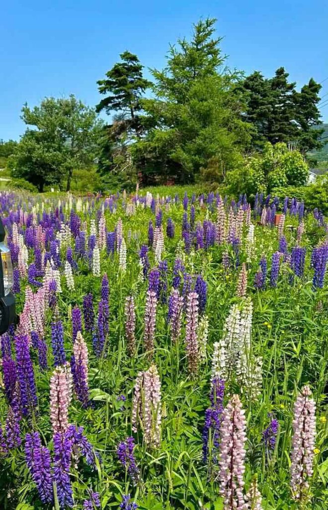 Beste Reisezeit für die Lupinenblüte auf Neufundland - Bild: Boubikes