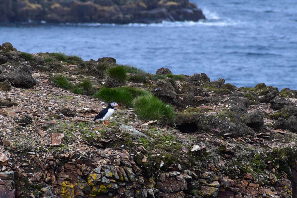 Papageientaucher auf dem Brutfelsen bei Elliston auf der Bonavista Peninsula