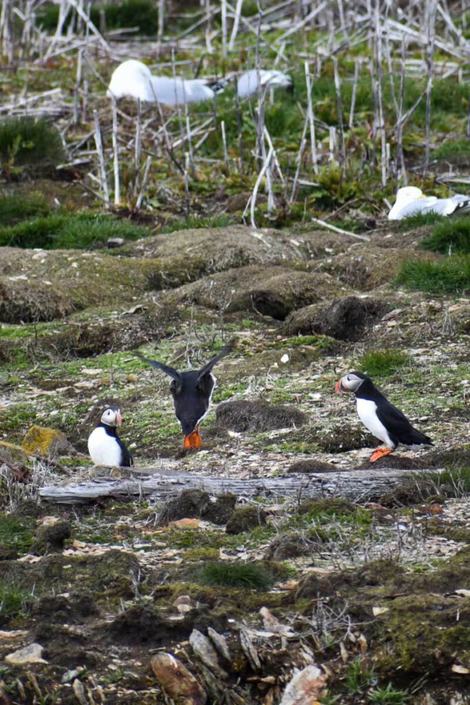 Der witzige Schwirr-Flug des Atlantic Puffin auf Neufundland