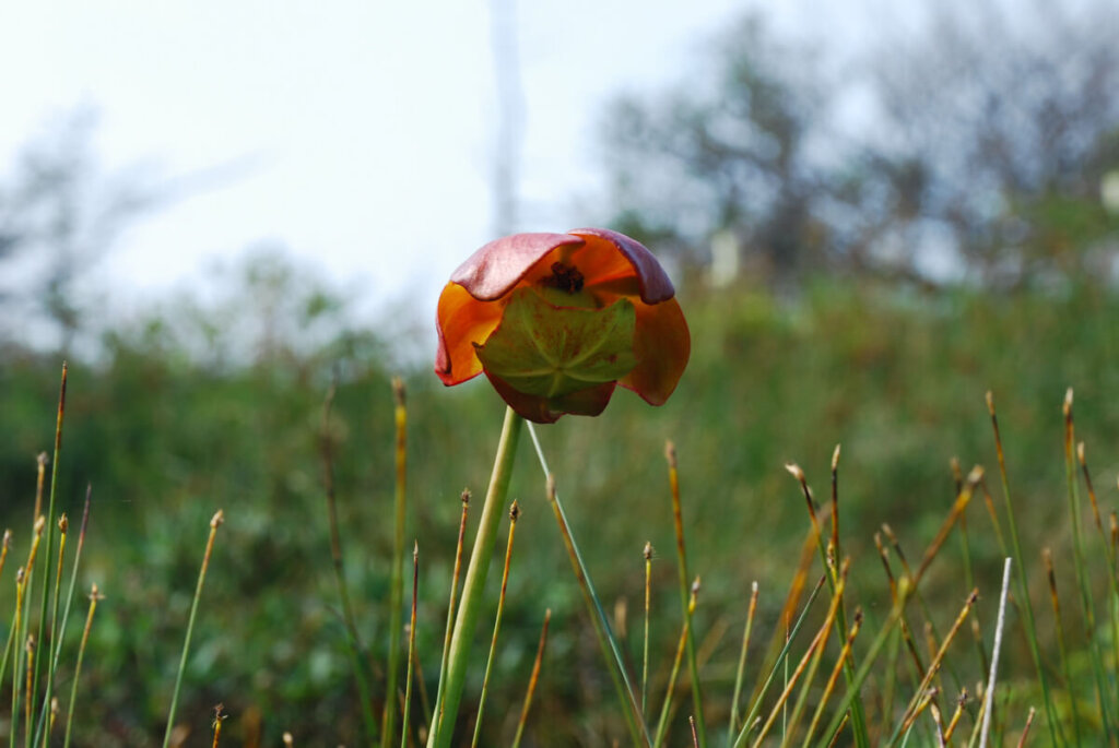 Pitcher Plant, die offizielle Provinzblume von Neufundland & Labrador