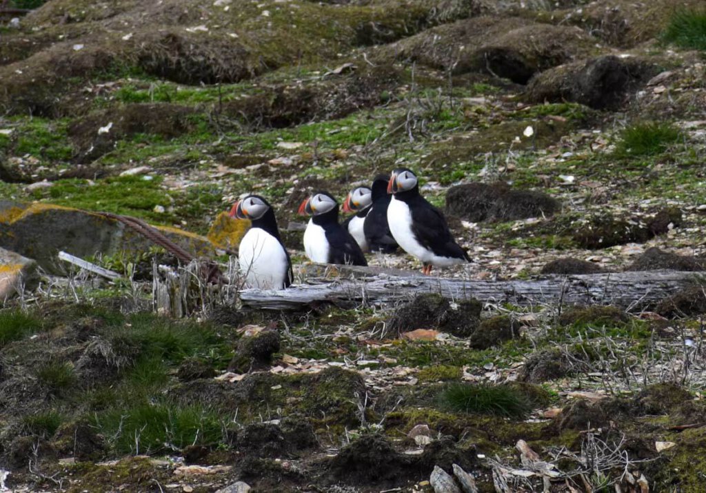 Die süßen Papageientaucher in Elliston, Bonavista Peninsula, Neufundland