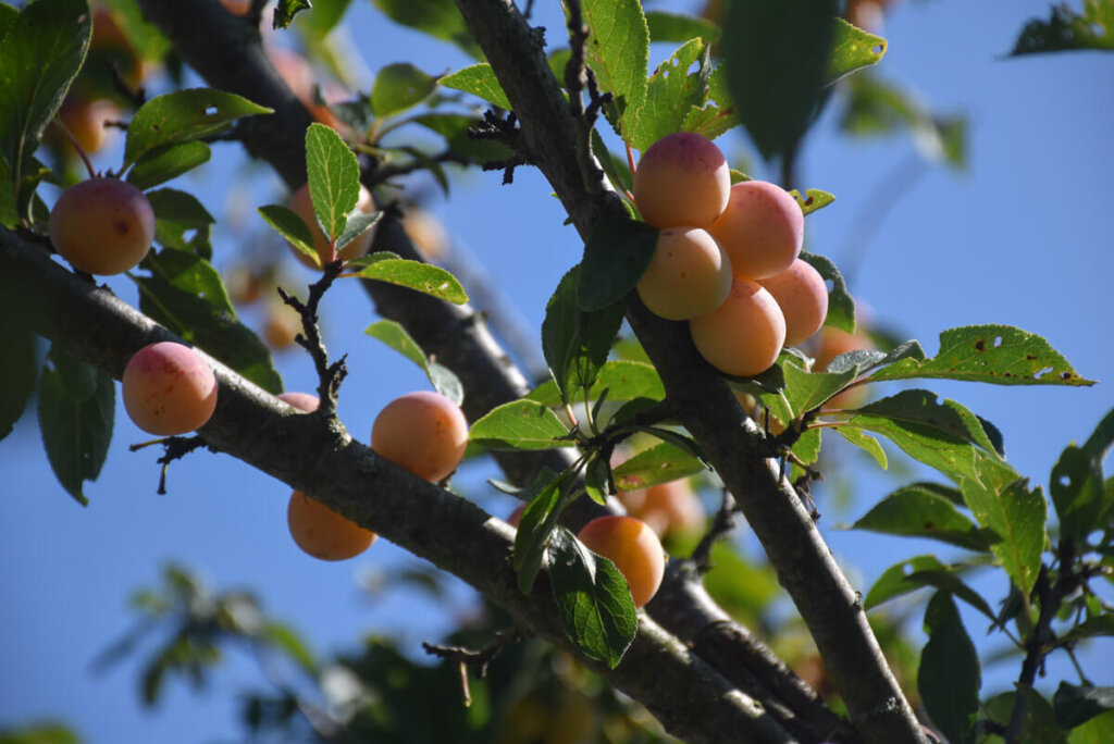 Reife Mirabellen "Belle de Nancy" in unserem Garten