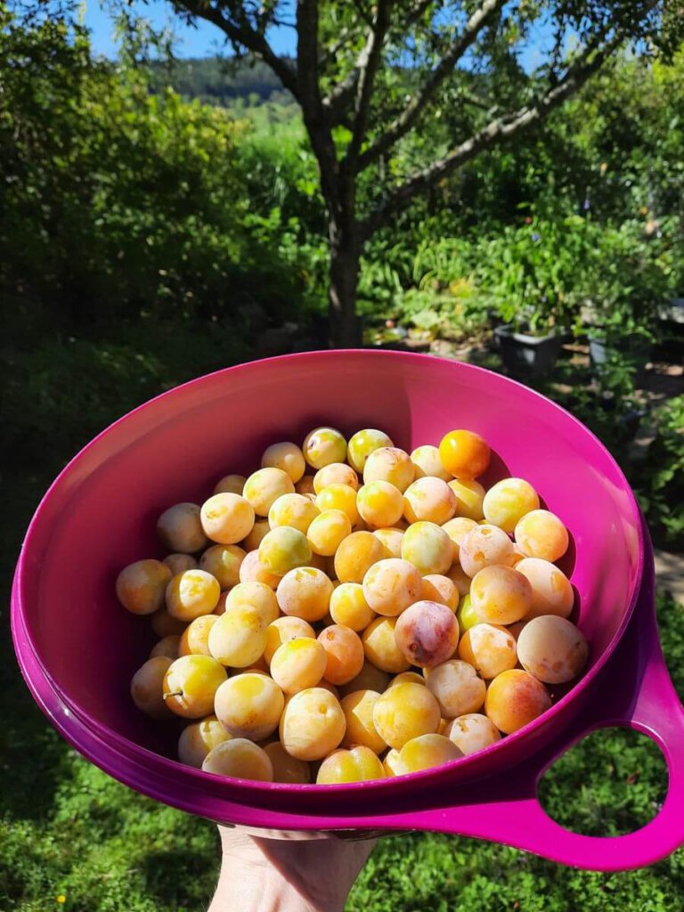 Mirabellenernte im eigenen Garten