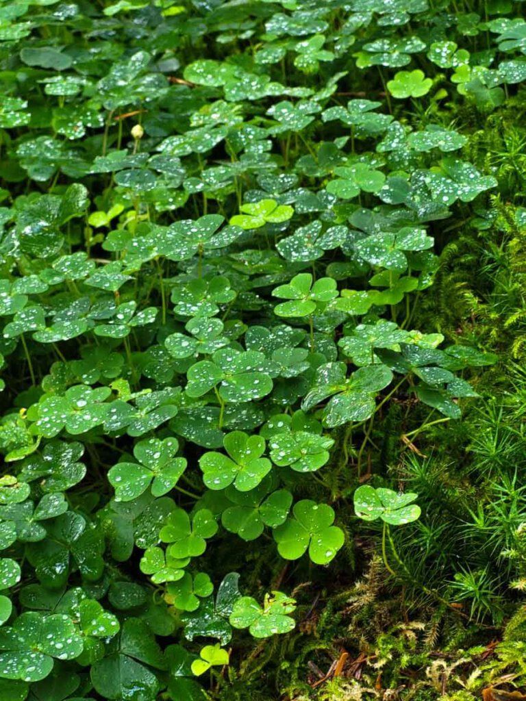 Klee und Sternchenmoos am Wegesrand bei unserer Schwarzwald Wanderung