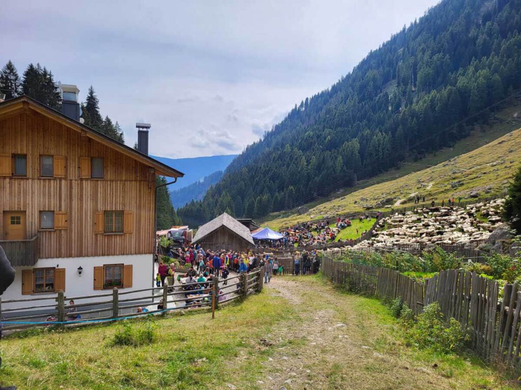 Alle Schafe sind bei der Nasereithütte angekommen