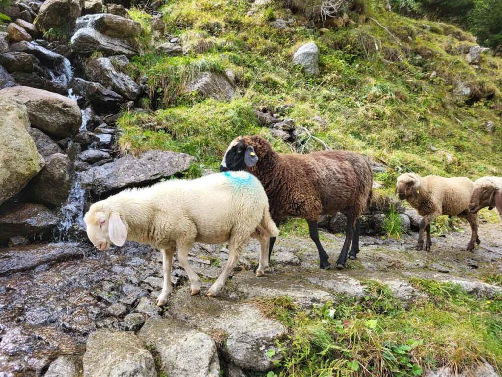 1.500 Schafe unterwegs ins Tal nach Partschins