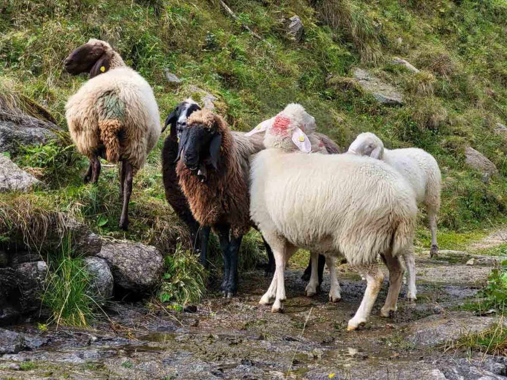 Schafe auf dem Almabtrieb im Südtiroler Zieltal