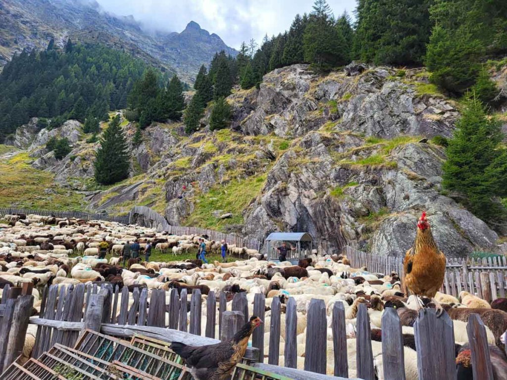 Hahn beobachtet die 1.500 Schafe beim Viehscheid an der Nasereithütte