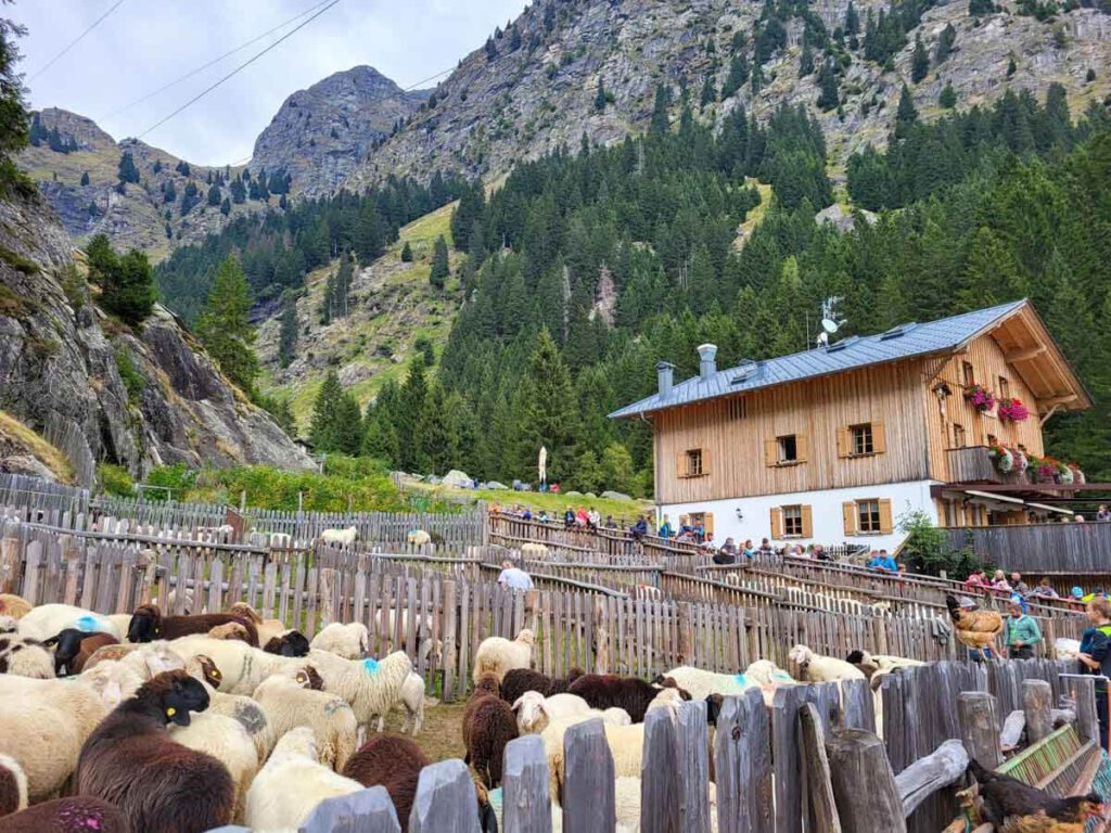 Schafschoad - Viehscheid, die Trennung der Schafe, bei der Nasereithütte