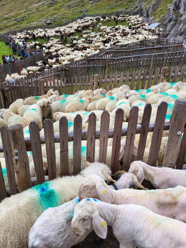 Beim Viehscheid werden die Schafe sortiert und markiert