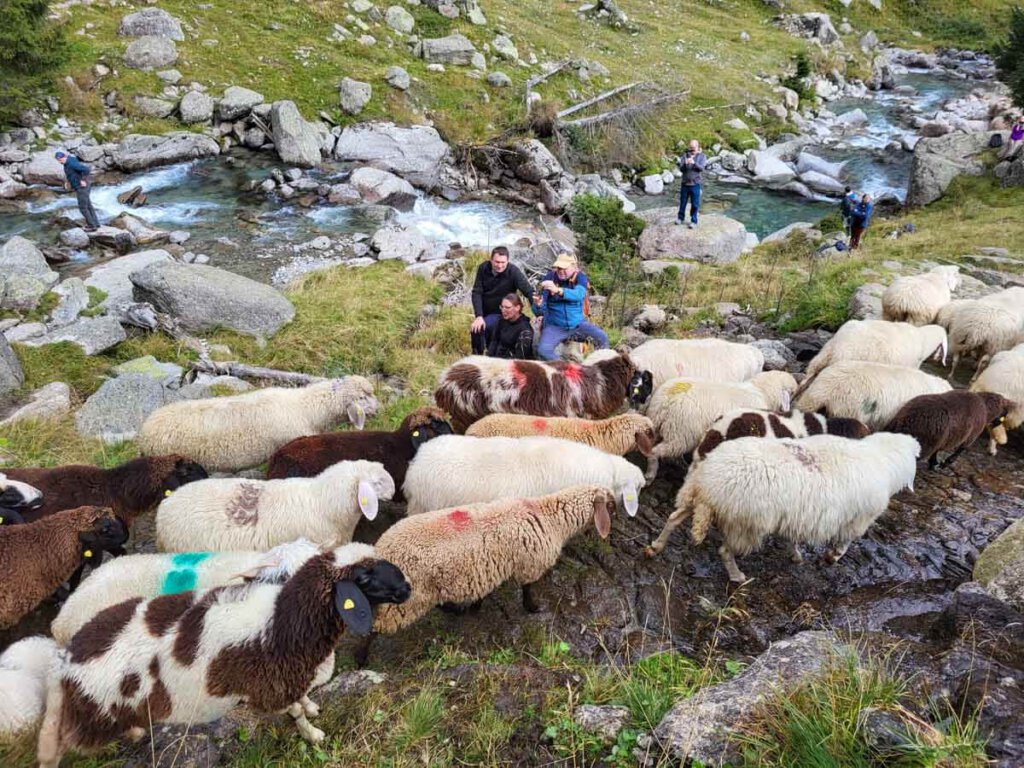 Als Zaungäste inmitten des Schafabtriebs